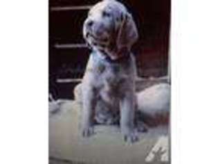 Labrador Retriever Puppy for sale in COQUILLE, OR, USA