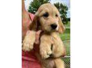 Goldendoodle Puppy for sale in Brunswick, MO, USA