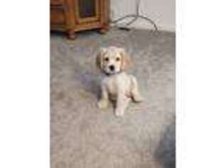 Cocker Spaniel Puppy for sale in Essexville, MI, USA