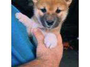 Shiba Inu Puppy for sale in Leesville, LA, USA