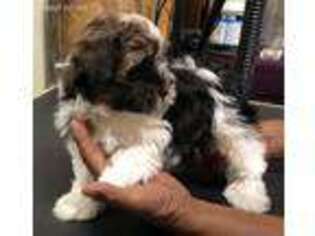 Havanese Puppy for sale in Weirsdale, FL, USA