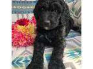 Mutt Puppy for sale in Troutdale, OR, USA
