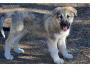 Mutt Puppy for sale in Fruitland, WA, USA