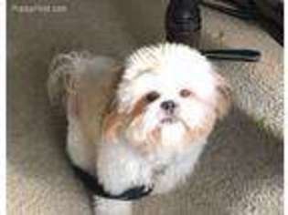 Mutt Puppy for sale in Wixom, MI, USA