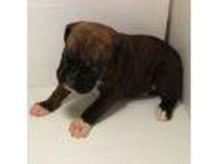 Boxer Puppy for sale in Eldon, MO, USA