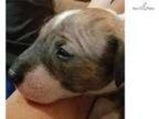 Bull Terrier Puppy for sale in Stockton, CA, USA