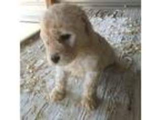 Goldendoodle Puppy for sale in Robbinsville, NC, USA