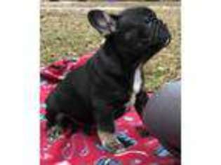 French Bulldog Puppy for sale in Guyton, GA, USA
