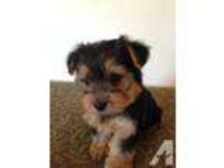 Yorkshire Terrier Puppy for sale in HARTWELL, GA, USA