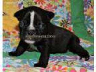 French Bulldog Puppy for sale in Folkston, GA, USA