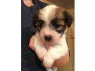 Yorkshire Terrier Puppy for sale in Washington, MI, USA