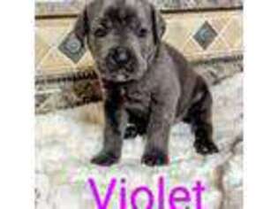 Cane Corso Puppy for sale in Hickory, NC, USA