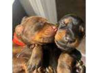 Doberman Pinscher Puppy for sale in Nashville, TN, USA