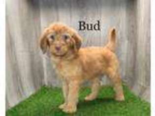 Goldendoodle Puppy for sale in Lagrange, IN, USA