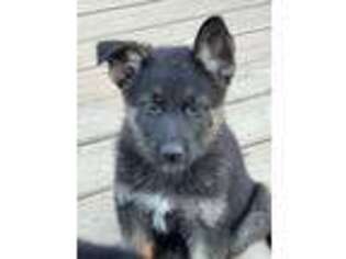 German Shepherd Dog Puppy for sale in Columbia, MO, USA