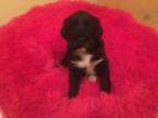 Portuguese Water Dog Puppy for sale in Brookfield, WI, USA