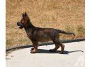 German Shepherd Dog Puppy for sale in NATALIA, TX, USA