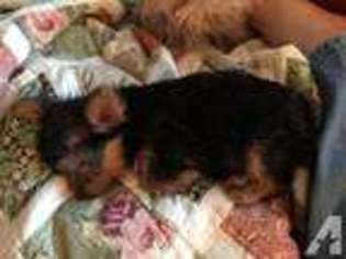Yorkshire Terrier Puppy for sale in GULF BREEZE, FL, USA