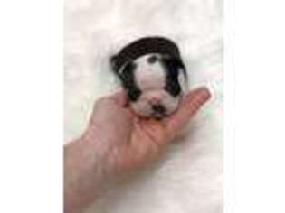 Boston Terrier Puppy for sale in Harrison, AR, USA