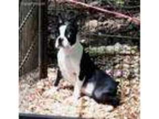 Boston Terrier Puppy for sale in Walnut Cove, NC, USA