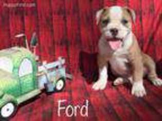 Olde English Bulldogge Puppy for sale in Bloomfield, MO, USA