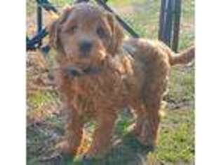 Goldendoodle Puppy for sale in Verona, MO, USA