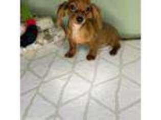Dachshund Puppy for sale in Fort Lee, NJ, USA
