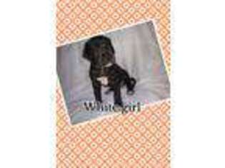 Great Dane Puppy for sale in Woodstock, IL, USA