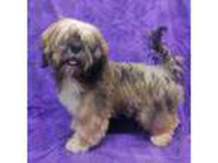 Lhasa Apso Puppy for sale in Edinburg, TX, USA