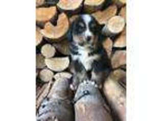 Bernese Mountain Dog Puppy for sale in Athol, ID, USA