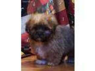 Shih-Poo Puppy for sale in Glenwood, MO, USA