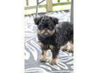 Brussels Griffon Puppy for sale in Nappanee, IN, USA