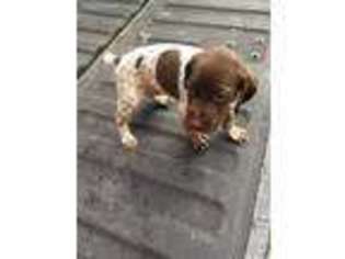 German Shorthaired Pointer Puppy for sale in Brookneal, VA, USA
