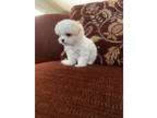 Maltese Puppy for sale in Marietta, GA, USA