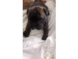 Bulldog Puppy for sale in Fairborn, OH, USA