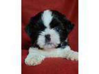 Mutt Puppy for sale in Lincoln, AR, USA