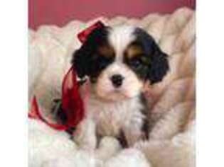 Cavalier King Charles Spaniel Puppy for sale in Cincinnati, OH, USA