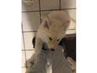Alaskan Malamute Puppy for sale in Gaithersburg, MD, USA
