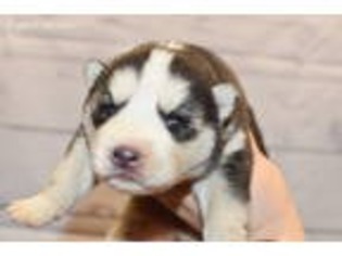 Siberian Husky Puppy for sale in Lisbon, OH, USA