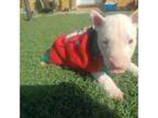 Bull Terrier Puppy for sale in Colton, CA, USA