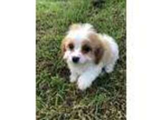 Cavapoo Puppy for sale in Canton, TX, USA