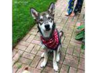 Siberian Husky Puppy for sale in Odenton, MD, USA