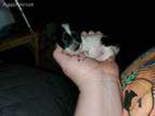 Mutt Puppy for sale in Bennettsville, SC, USA