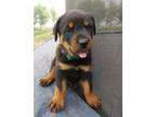 Rottweiler Puppy for sale in George, WA, USA