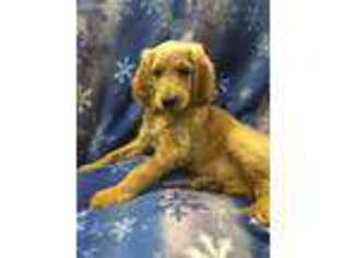 Irish Setter Puppy for sale in Rolla, MO, USA