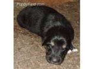 Mutt Puppy for sale in Clearwater, MN, USA