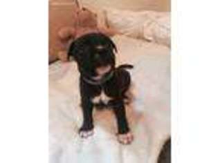 Staffordshire Bull Terrier Puppy for sale in Conyers, GA, USA