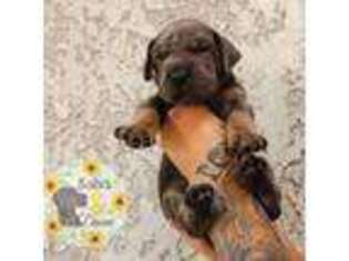 Great Dane Puppy for sale in Camarillo, CA, USA