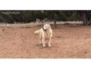 Golden Retriever Puppy for sale in Taylor, AZ, USA