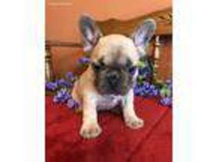 French Bulldog Puppy for sale in Baileyville, KS, USA